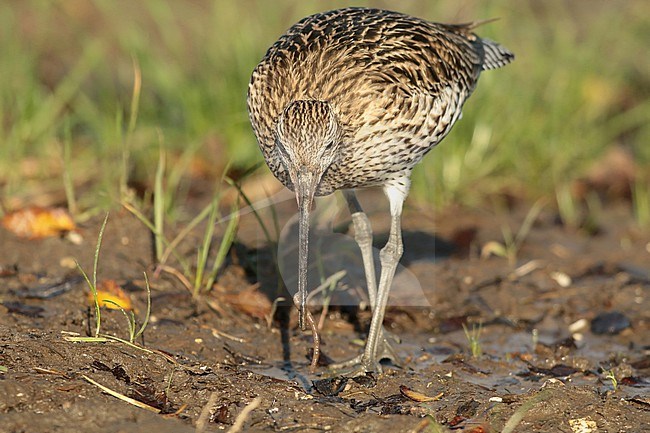 Eurasian Curlew (Numenius arquata) looking for food on an old cornfield. stock-image by Agami/Renate Visscher,