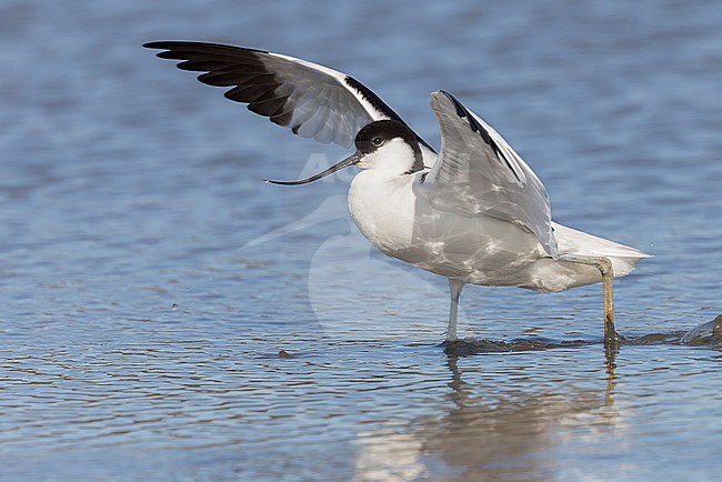 A Pied avocet is seen walking in shallow water from the side against a blue background of a freshwater pond in Spaarndam, The Netherlands. He is displaying by holding up his wings in the air which causes a nice reflection on the bird. stock-image by Agami/Jacob Garvelink,