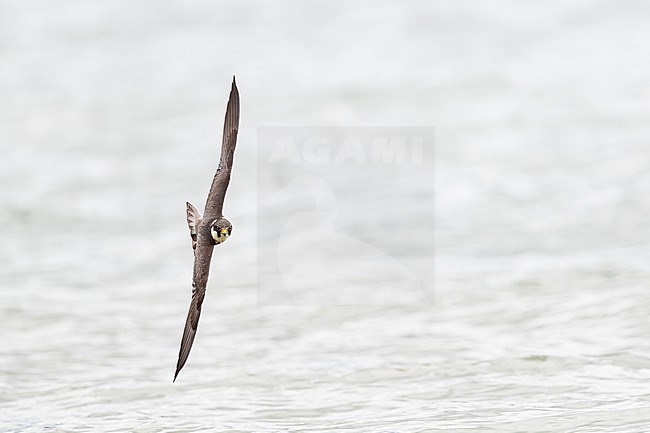 A second calendar year Eurasian Hobby (Falco subbuteo) hunting above the a lake in southern Bavaria. stock-image by Agami/Mathias Putze,