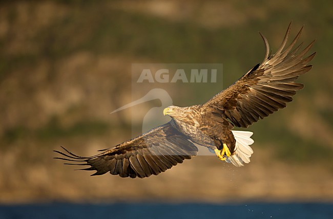 Zeearend in vlucht, White-tailed Eagle in flight stock-image by Agami/Danny Green,