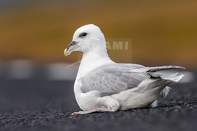 Juvenile Northern Fulmar sitting on a road near Snæfellsjökull, Iceland. August 26, 2018. stock-image by Agami/Vincent Legrand,