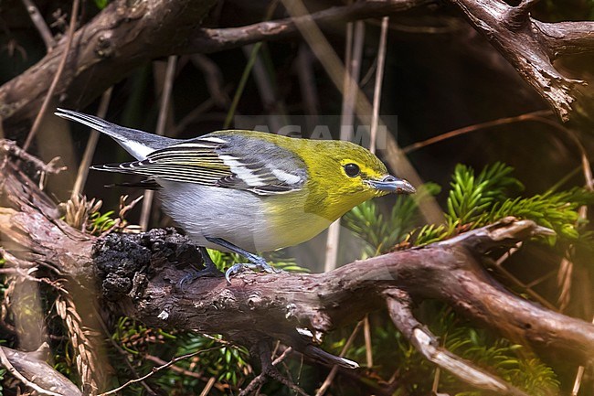 Yellow-throated Vireo; Vireo flavifrons stock-image by Agami/Daniele Occhiato,