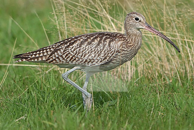 Eurasian Curlew (Numenius arquata), first calendar year walking in a field, seen from the side. stock-image by Agami/Fred Visscher,