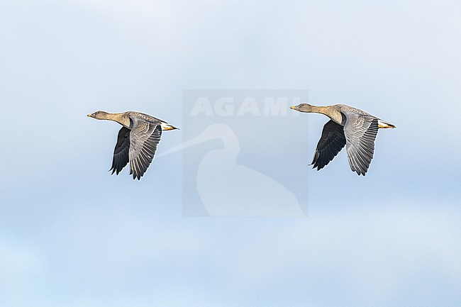  stock-image by Agami/Menno van Duijn,