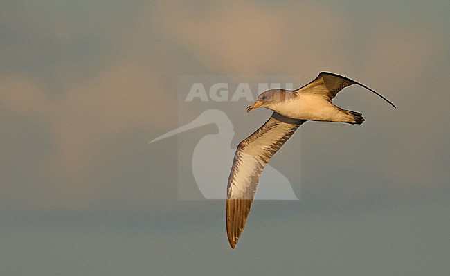 Cory's Shearwater (Calonectris diomedea) near Madeira stock-image by Agami/Eduard Sangster,