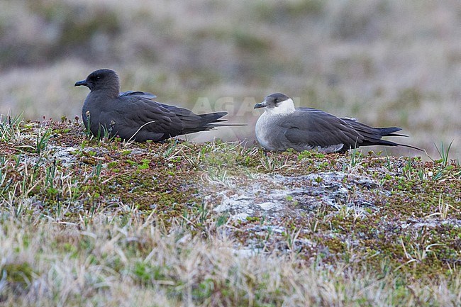 Arctic Jaeger (Stercorarius parasiticus), couple resting on the ground stock-image by Agami/Saverio Gatto,