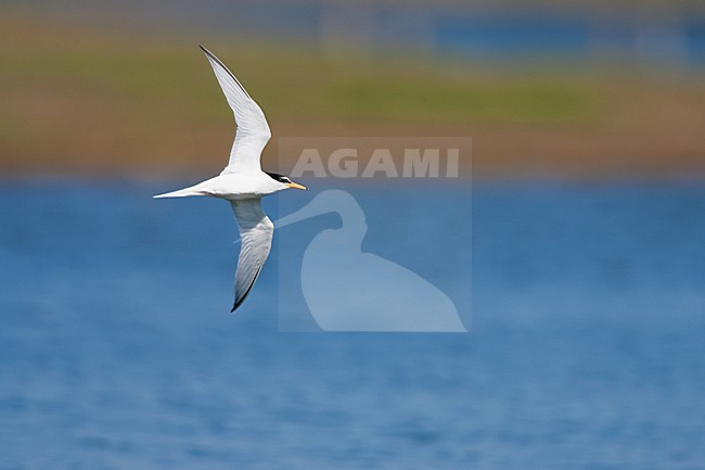 Dwergstern volwassen vliegend; Little Tern adult flying stock-image by Agami/Menno van Duijn,