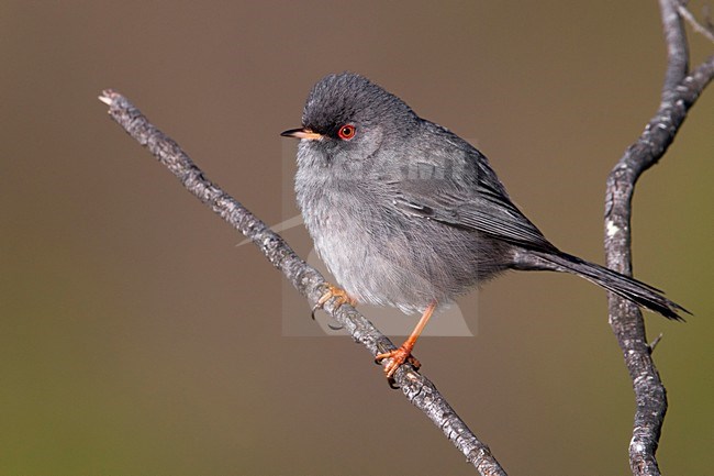 Sardijnse Grasmus; Marmora's Warbler; Sylvia sarda stock-image by Agami/Daniele Occhiato,