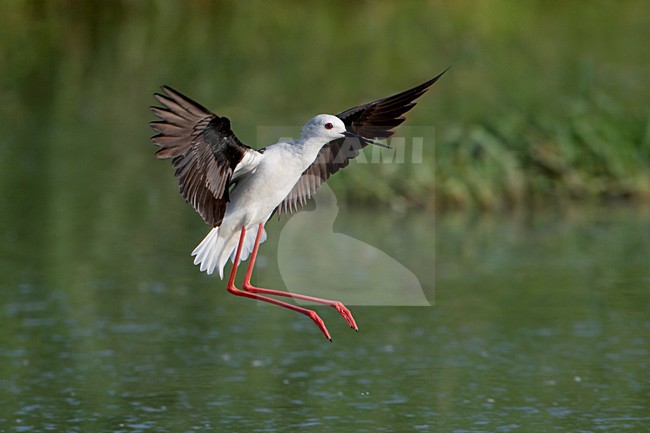 Steltkluut landend in water; Black-winged Stilt landing in water stock-image by Agami/Daniele Occhiato,