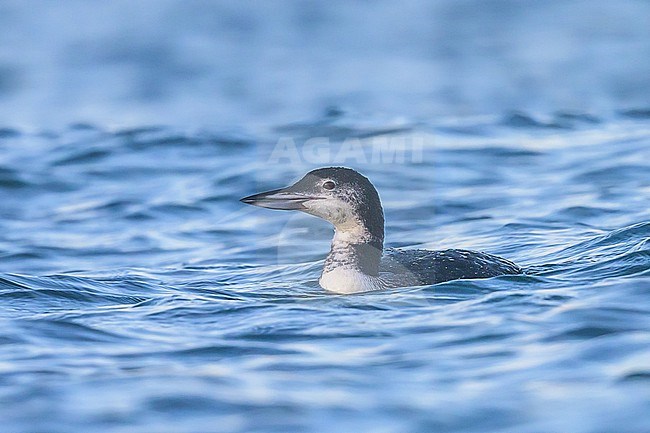 Northern great diver (Gavia immer) on the water, with the sea as background. stock-image by Agami/Sylvain Reyt,