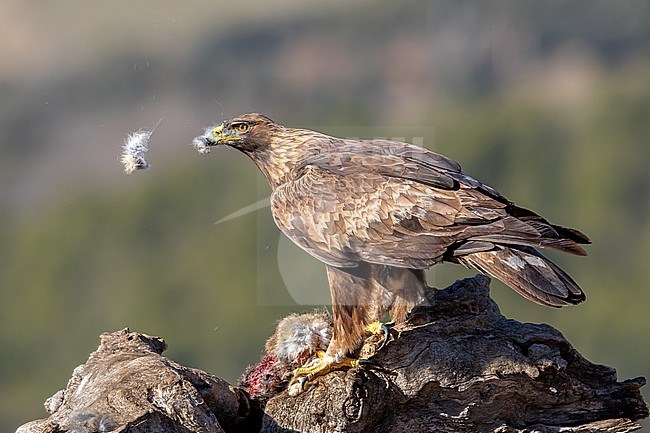 Golden Eagle with prey stock-image by Agami/Onno Wildschut,