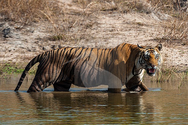 View of a Bengal tiger, Panthera tigris tigris, walking in a waterhole in India's Bandhavgarh National Park. Madhya Pradesh, India. stock-image by Agami/Sergio Pitamitz,