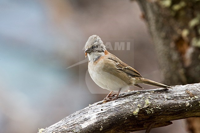 Roodkraaggors op een tak; Rufous-collared Sparrow perched on a branch stock-image by Agami/Marc Guyt,