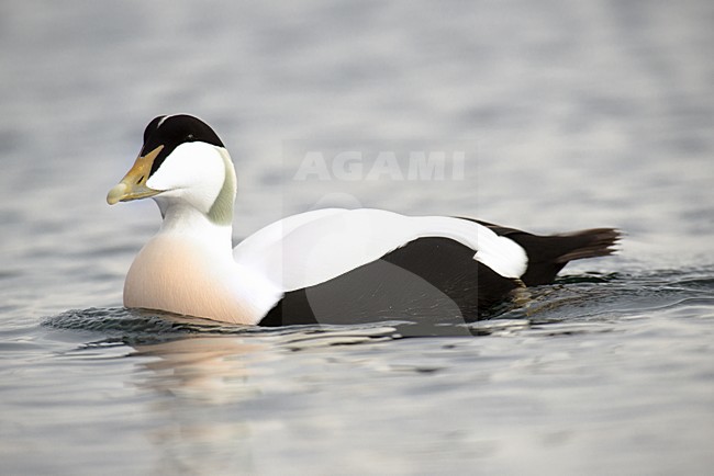 Eider mannetje, Eider male stock-image by Agami/Rob Riemer,