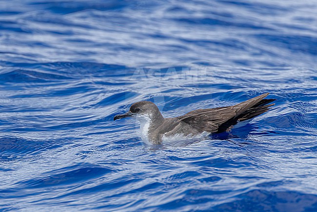 Mascarene Shearwater (Puffinus bailloni bailloni) swimming at sea off Réunion island. stock-image by Agami/Yann Muzika,