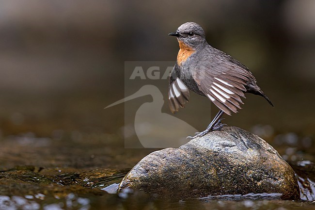 Rufous-throated Dipper (Cinclus schulzii) Perched on a rock along a stream  in Argentina stock-image by Agami/Dubi Shapiro,