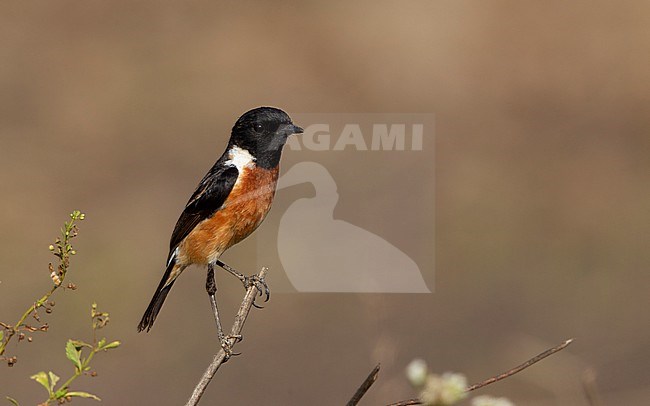 Male Siberian Stonechat (Saxicola maurus przewalskii) also known as Przevalski's Stonechat at Thaton, Thailand stock-image by Agami/Helge Sorensen,