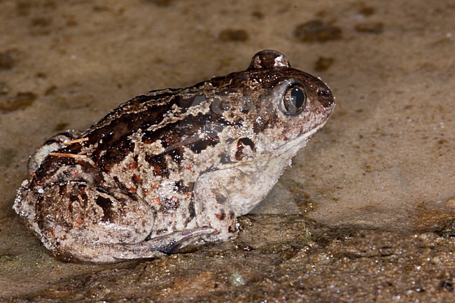 Knoflookpad, Common Spadefoot stock-image by Agami/Theo Douma,