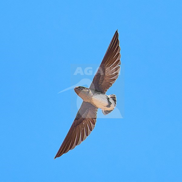 Böhm's Spinetail (Neafrapus boehmi) (aka Bat-like Spinetail) flying against a blue sky as a background, Zimbabwe stock-image by Agami/Tomas Grim,