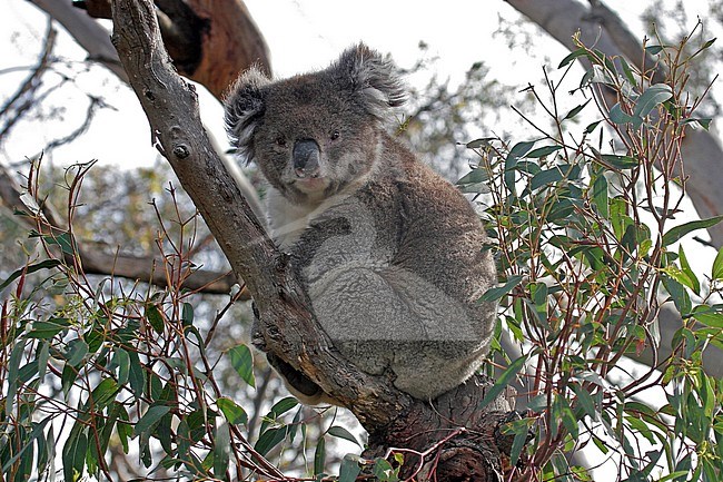 Koala (Phascolarctos cinereus) perched in a tree stock-image by Agami/Pete Morris,