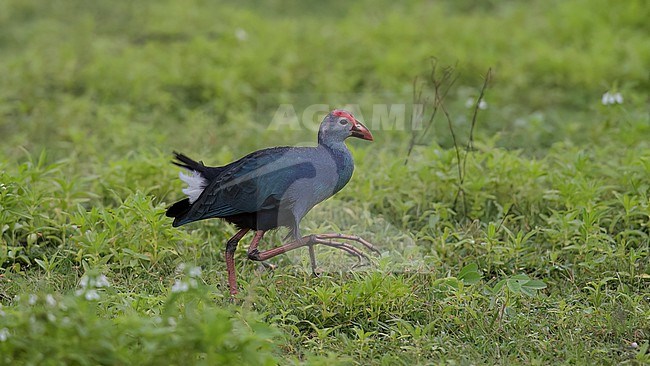 Side view of an adult Grey-headed Swamphen (Porphyrio poliocephalus) walking on the ground. Toes visible. Sri Lanka, Asia. stock-image by Agami/Markku Rantala,