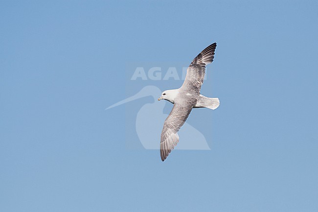 Northern Fulmar - Eissturmvogel - Fulmarus glacialis ssp. audubonii, Iceland, adult stock-image by Agami/Ralph Martin,