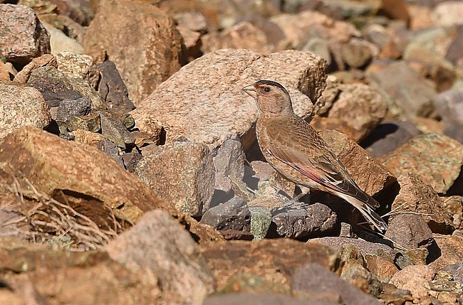 African Crimson-winged Finch (Rhodopechys alienus) at Oukaimeden, Morocco stock-image by Agami/Eduard Sangster,