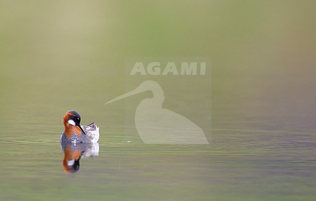 Vrouwtje Grauwe Franjepoot; Female Red-necked Phalarope stock-image by Agami/Markus Varesvuo,