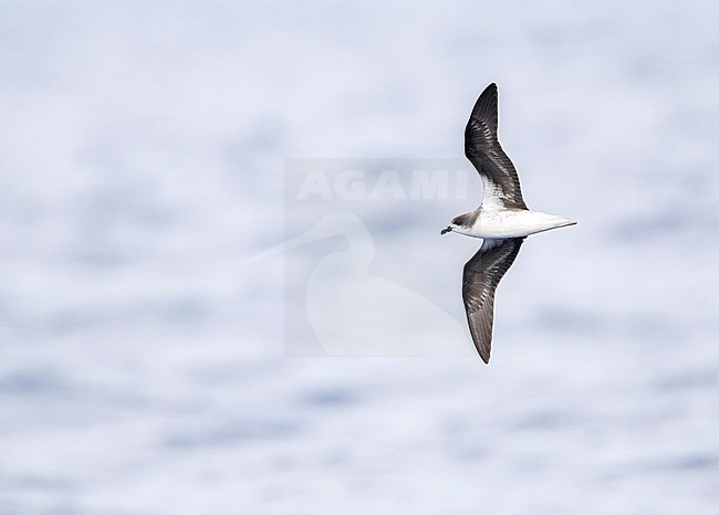Endangered Zino's Petrel (Pterodroma madeira) in flight over the Atlantic ocean near Madeira. stock-image by Agami/Marc Guyt,