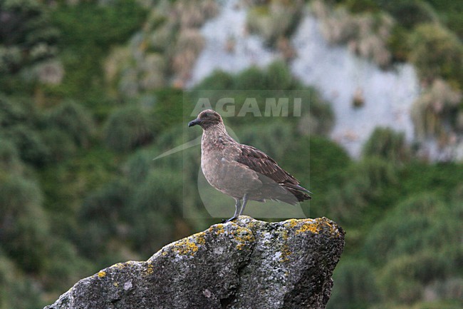 Tristan Skua, Stercorarius antarcticus hamiltoni stock-image by Agami/Marc Guyt,