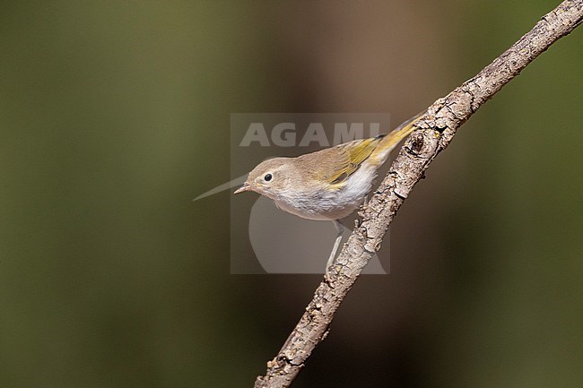 Western Bonelli's Warbler (Phylloscopus bonelli) during summer in Spain. stock-image by Agami/Marc Guyt,