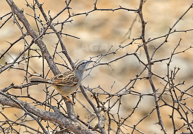 Maranon Sparrow (Arremon nigriceps) in northern Peru. Now treated as a separate species based on the differences in plumage and vocalizations as well as the significant genetic divergence. stock-image by Agami/Pete Morris,