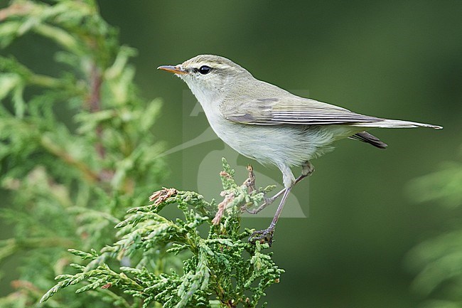 (Western) Greenish Warbler - GrÃ¼nlaubsÃ¤nger - Phylloscopus trochiloides ssp. viridianus, Kyrgyzstan stock-image by Agami/Ralph Martin,