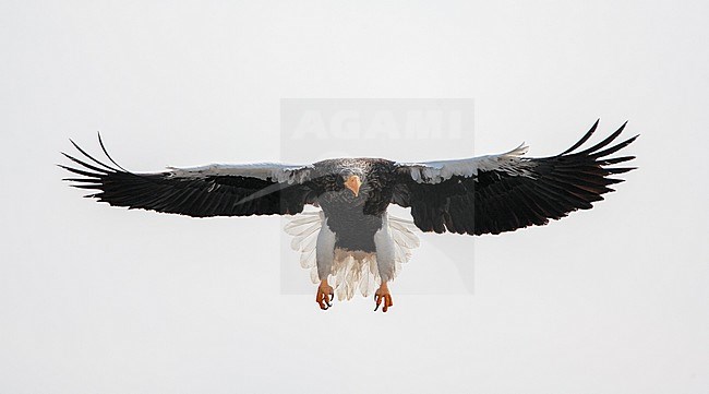 Wintering Steller's Sea Eagle (Haliaeetus pelagicus) on the island Hokkaido in Japan. Adult eagle landing with wings and feet outstretched. stock-image by Agami/Marc Guyt,