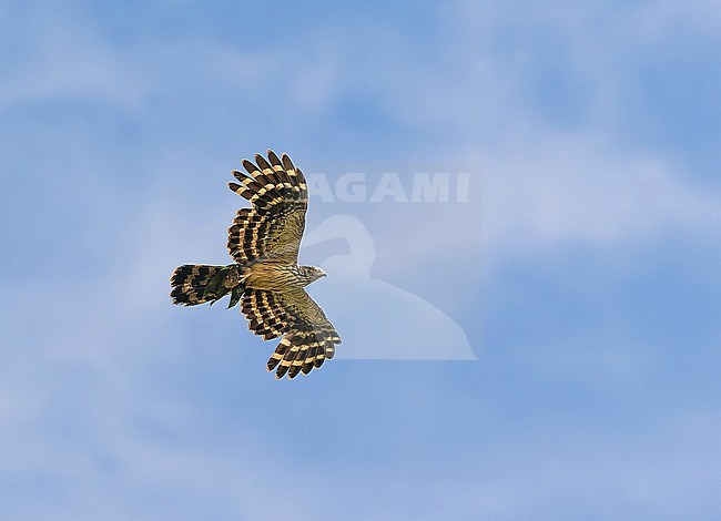 Long-tailed Honey-buzzard, Henicopernis longicauda, in West Papua, Indonesia. stock-image by Agami/Pete Morris,