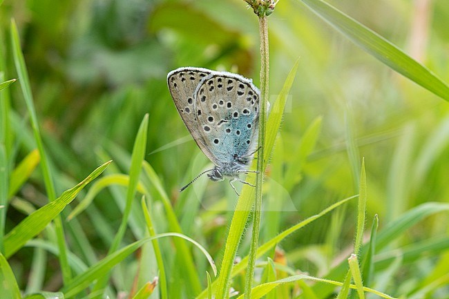 Large blue, Phengaris arion stock-image by Agami/Steve Gantlett,