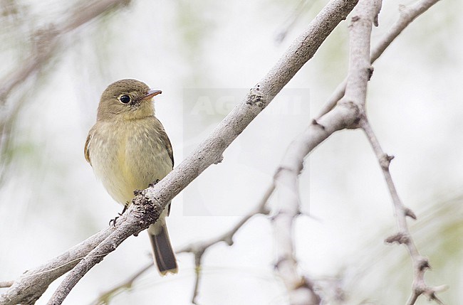 Yellow-bellied Flycatcher (Empidonax flaviventris) perched on a branch stock-image by Agami/Ian Davies,