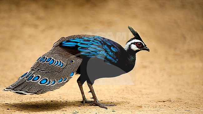 Male Palawan Peacock-Pheasant (Polyplectron napoleonis) walking on the ground on the island Palawan. Endemic to the Philippines. stock-image by Agami/Dani Lopez-Velasco,