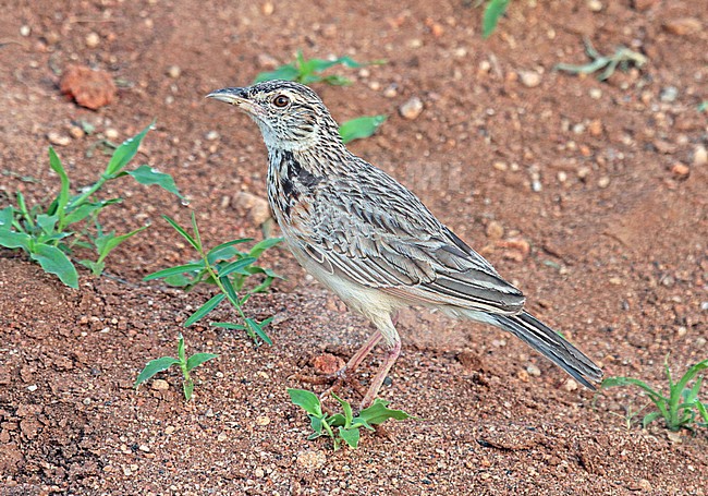 Rufous-naped lark (Mirafra africana) stock-image by Agami/Pete Morris,