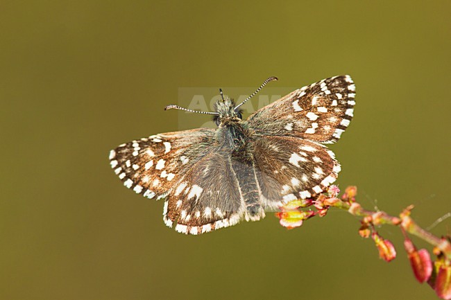 Aardbeivlinder, Grizzled Skipper stock-image by Agami/Theo Douma,