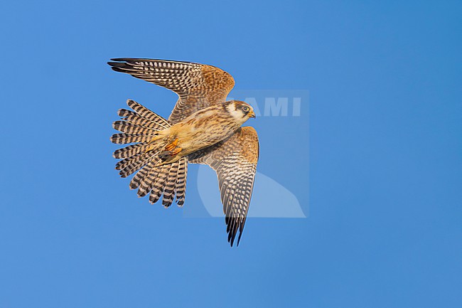 Immature Red-footed Falcon, Falco vespertinus, in Slovenia. stock-image by Agami/Daniele Occhiato,