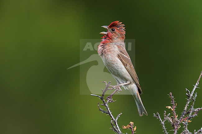 Roodmus; Scarlet Rosefinch stock-image by Agami/Daniele Occhiato,