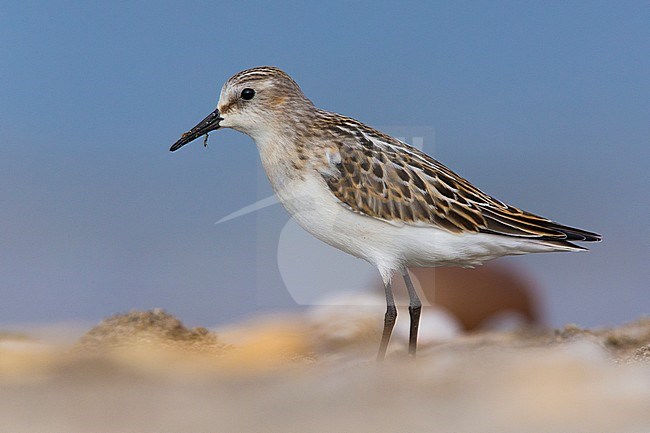 Little Stint (Calidris minuta), juvenile standing on the ground stock-image by Agami/Saverio Gatto,
