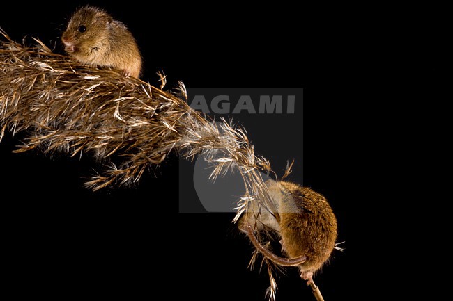 Dwergmuis in rietpluim; Harvest Mouse in reed stem stock-image by Agami/Theo Douma,