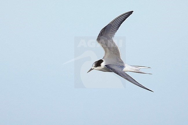 1st summer Arctic Tern (Sterna paradisaea) in flight over Seward Peninsula, Alaska, United States.
June 2018. stock-image by Agami/Brian E Small,