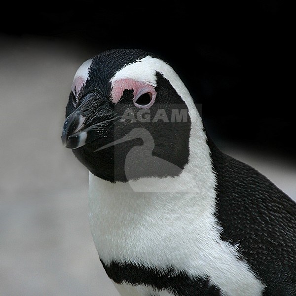 ZwartvoetpinguÃ¯n closeup; Jackass Penguin closeup stock-image by Agami/Bas Haasnoot,