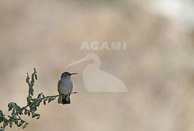 Spot-throated Hummingbird, Thaumasius taczanowskii, in Central Peru. stock-image by Agami/Pete Morris,