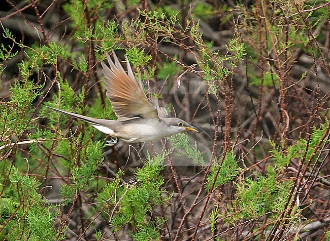 Vagrant Yellow-Billed Cuckoo (Coccyzus americanus) flying from a bush on the isle of Corvo in Azores (Portugal), 24 October 2007 stock-image by Agami/Rafael Armada,