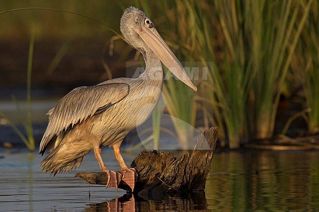 Juvenile Pink-backed Pelican (Pelecanus rufescens) at lake Chamo perching on a branch stock-image by Agami/Mathias Putze,
