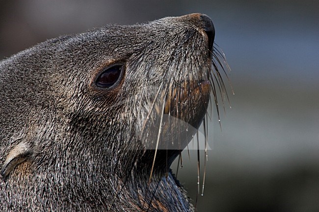 Closeup van kop van Kerguelenzeebeer, Close up of head of Antarctic Fur Seal stock-image by Agami/Menno van Duijn,